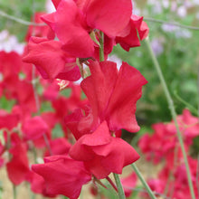Load image into Gallery viewer, Unwins Sweet Pea Seed Lovers Bundle