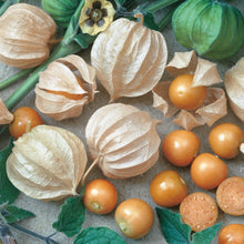 Load image into Gallery viewer, Unwins Sweet Summer Fruit Seed Bundle