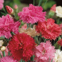 Load image into Gallery viewer, Dianthus Pink Spring Beauty