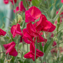 Load image into Gallery viewer, Sweet Pea Zorija Rose