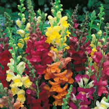 Load image into Gallery viewer, Antirrhinum Giant Rust Resistant