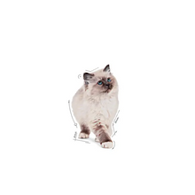 Load image into Gallery viewer, Royal Canin Kitten in Loaf Cat Food 12 x 85g