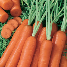 Load image into Gallery viewer, Carrot Norwich F1