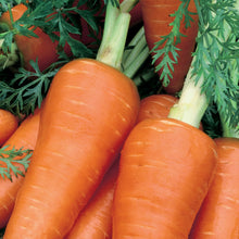Load image into Gallery viewer, Carrot Chantenay Red Cored 2