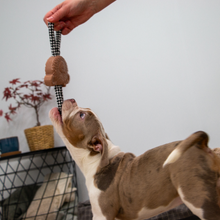 Load image into Gallery viewer, Ancol Small Bite Teddy Teether Tugger