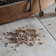 Load image into Gallery viewer, Herb Fennel