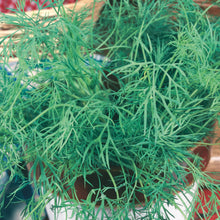 Load image into Gallery viewer, Herb Dill