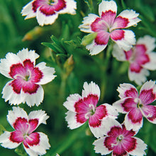 Load image into Gallery viewer, Alpine Dianthus Arctic Fire