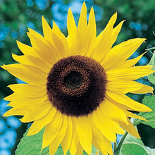 Load image into Gallery viewer, Sunflower King Kong F1
