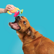 Load image into Gallery viewer, Bark Ahi Tina Dog Toy