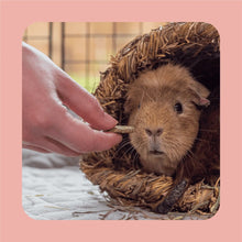 Load image into Gallery viewer, Burgess Excel Forage & Feast Treat Bars For Rabbits & Guinea Pigs