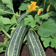 Load image into Gallery viewer, Marrow Tiger Cross F1