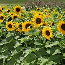 Load image into Gallery viewer, Sunflower Pradera Gold