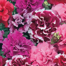 Load image into Gallery viewer, Petunia Duo Mix F1
