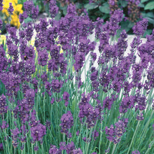 Load image into Gallery viewer, Unwins Herbal Tea Seed Bundle