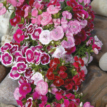 Load image into Gallery viewer, Unwins Cottage Flower Seed Bundle