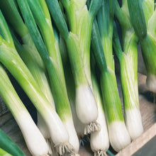 Load image into Gallery viewer, Onion (Spring) Parade