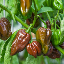 Load image into Gallery viewer, Pepper (Chilli) Habanero Chocolate