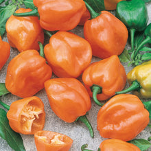 Load image into Gallery viewer, Pepper (Chilli) Orange Habanero