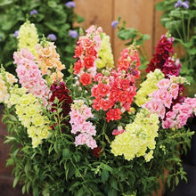 Load image into Gallery viewer, Antirrhinum Doubleshot Mix