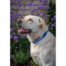 Load image into Gallery viewer, Twiggy Tags Awareness Collar