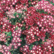 Load image into Gallery viewer, Phlox Twinkle Stars