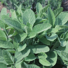 Load image into Gallery viewer, Herb Sage Green Leaved
