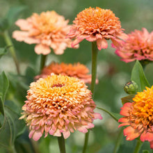 Load image into Gallery viewer, Zinnia Cresto Peachy Pink