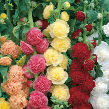 Load image into Gallery viewer, Hollyhock Chaters Double
