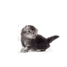 Load image into Gallery viewer, Royal Canin Persian Kitten Food