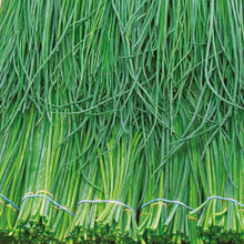 Load image into Gallery viewer, Herb Chives Polyvert