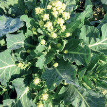 Load image into Gallery viewer, Broccoli Burbank F1