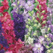 Load image into Gallery viewer, Larkspur Unwins Special Mix
