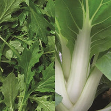 Load image into Gallery viewer, Salad Spicy Collection Pack