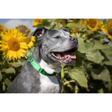 Load image into Gallery viewer, Twiggy Tags Awareness Collar