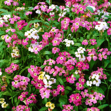 Load image into Gallery viewer, Stock (Virginian) Stardust Mix