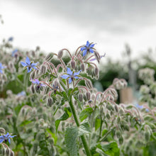 Load image into Gallery viewer, Natures Haven Easy Wildflower 1.2kg Box