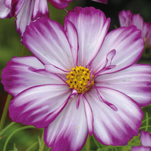 Load image into Gallery viewer, Unwins Cosmos Pink Seed Bundle