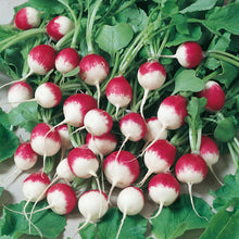 Load image into Gallery viewer, Radish Sparkler