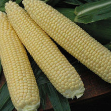 Load image into Gallery viewer, Sweetcorn Alliance F1
