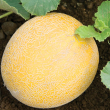 Load image into Gallery viewer, Melon Arava F1