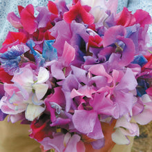 Load image into Gallery viewer, Sweet Pea Fairy Lights