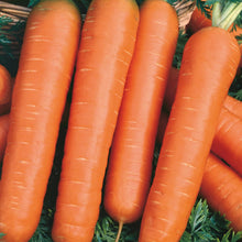 Load image into Gallery viewer, Little Growers Carrot Nantes 2