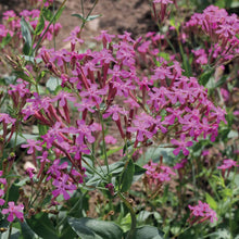 Load image into Gallery viewer, Silene Armeria Rubra