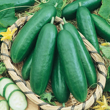 Load image into Gallery viewer, Cucumber La Diva F1