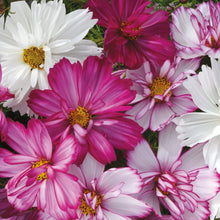 Load image into Gallery viewer, Cosmos Razzmatazz
