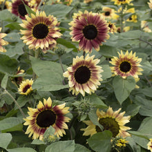 Load image into Gallery viewer, Sunflower Summer Lovin
