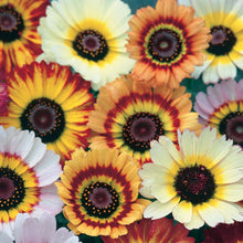 Load image into Gallery viewer, Chrysanthemum Tricolor Mix
