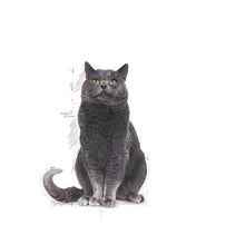 Load image into Gallery viewer, Royal Canin Ageing Sterilised Cat Food 12+ 4kg