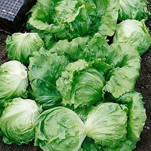 Load image into Gallery viewer, Lettuce (Iceberg) Barcelona